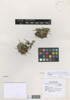 Jalcophila ecuadorensis M.O.Dillon & Sagást. [family ASTERACEAE]