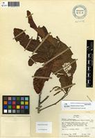Isotype of Allophylus dodsonii A.H.Gentry [family SAPINDACEAE]