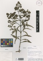 Buddleja lojensis E.M.Norman [family SCROPHULARIACEAE]