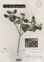 Pappobolus hypargyreus (S. f.Blake) Panero [family ASTERACEAE]
