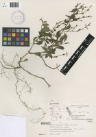 Justicia galapagana Lindau [family ACANTHACEAE]