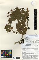 Isotype of Passiflora subpurpurea P.Jørg. & Holm-Niels. [family PASSIFLORACEAE]