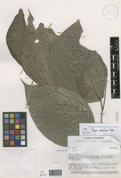 Piper eustylum Diels [family PIPERACEAE]