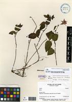 Paratype of Rubus laegaardii Romol. [family ROSACEAE]