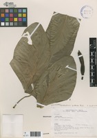 Philodendron quitense Engl. [family ARACEAE] on JSTOR