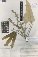 Oreopanax ecuadorensis Seem [family ARALIACEAE]