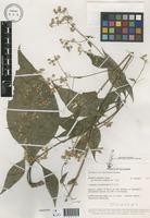 Ayapana ecuadorensis R.M.King & H.Rob. [family ASTERACEAE]