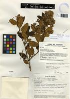 Isotype of Gynoxys jaramilloi H.Rob. & Cuatrec. [family ASTERACEAE]
