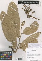 Licania grandibracteata Prance [family CHRYSOBALANACEAE]