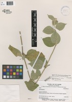 Alternanthera corymbiformis Eliasson [family AMARANTHACEAE]