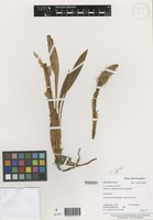Aa riobambae Schltr. [family ORCHIDACEAE]