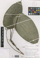 Anthurium hieronymi Engl. [family ARACEAE]