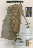 Renealmia dolichocalyx Maas [family ZINGIBERACEAE]