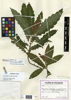 Isotype of Aphelandra anderssonii Wassh. [family ACANTHACEAE]