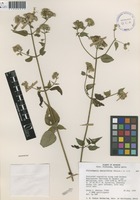 Fleischmannia obscurifolia (Hieron.) R.M.King & H.Rob. [family ASTERACEAE]