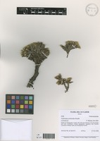 Valeriana aretioides Kunth [family VALERIANACEAE]