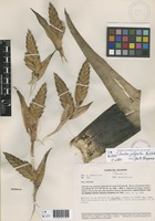 Tillandsia polyantha Mez & Sodiro [family BROMELIACEAE]