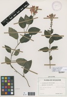 Scutellaria alborosea Lem. [family LAMIACEAE]