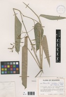 Stromanthe ramosissima L.Andersson [family MARANTACEAE]