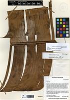 Holotype of Heliconia lutheri W.J.Kress [family HELICONIACEAE]