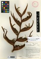 Holotype of Heliconia brenneri Abalo & G.Morales [family HELICONIACEAE]