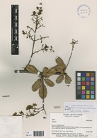 Berberis minzaensis L.A.Camargo [family BERBERIDACEAE]