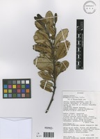 Brunellia pauciflora Cuatrec. & C.I.Orozco [family BRUNELLIACEAE]