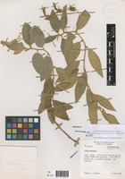 Centropogon azuayensis Jeppesen [family CAMPANULACEAE]