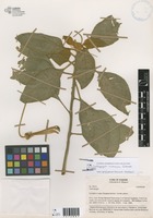 Centropogon comosus Gleason [family CAMPANULACEAE]