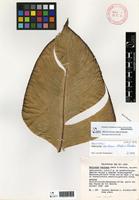 Holotype of Heliconia burleana Abalo & G.Morales [family HELICONIACEAE]