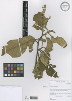 Solanum asteropilodes Bitter [family SOLANACEAE]