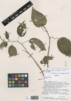 Peperomia inconspicua C.DC. [family PIPERACEAE]