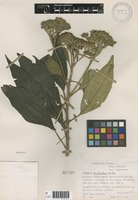 Verbesina pentantha S. F. Blake [family ASTERACEAE]