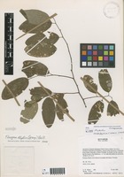 Flueggea elliptica (Spreng.) Baill. [family EUPHORBIACEAE]