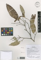 Pentaplaris huaoranica Dorr & C.Bayer [family TILIACEAE]