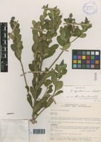 Monnina equatoriensis Chodat [family POLYGALACEAE]