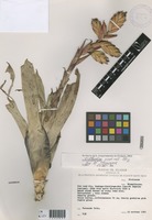 Tillandsia sodiroi Mez [family BROMELIACEAE]