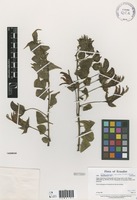 Siphocampylus ecuadoriensis E. Wimm. [family CAMPANULACEAE]