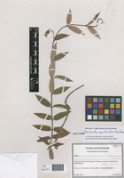 Mandevilla equatorialis Woodson [family APOCYNACEAE]