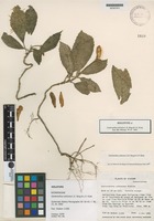 Holotype of Gasteranthus extinctus L.E. Skog & L.P. Kvist [family GESNERIACEAE]
