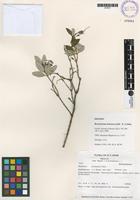 Isotype of Brachyotum johannes-julii E. Cotton & Matezki [family MELASTOMATACEAE]