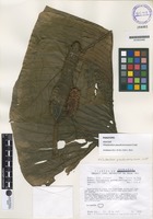 Paratype of Philodendron pseudoverrucosum Croat [family ARACEAE]