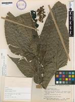 Isotype of Banara riparia Sleumer [family FLACOURTIACEAE]