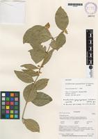 Isotype of Acanthocladus guayaquilensis B. Eriksen & B. Ståhl [family POLYGALACEAE]