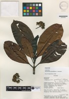Paratype of Stilpnophyllum grandifolium L. Andersson [family RUBIACEAE]
