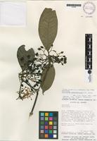 Isotype of Palicourea anderssoniana C.M. Taylor [family RUBIACEAE]