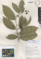 Paratype of Ampelocera longissima Todzia [family ULMACEAE]