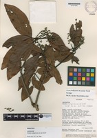 Paratype of Persea nudigemma van der Werff [family LAURACEAE]