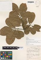 Isotype of Pradosia montana T.D. Penn. [family SAPOTACEAE]