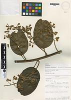 Isotype of Pentacalia moronensis H. Rob. & Cuatrec. [family ASTERACEAE]